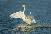 Whooper swan (Cygnus cygnus) landing close to Pochard, Welney WWT, Norfolk, UK, February