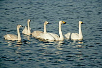 Whooper swan (Cygnus cygnus) family on water, Welney WWT, Norfolk, Uk, November