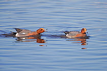 European wigeon (Anas penelope) male showing aggression to another male, Martin Mere WWT, Lancashire, UK, February