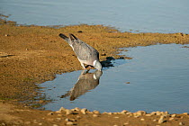 Wood pigeon (Columba palumbus) drinking at lake edge, Essex, UK, August