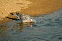 Wood pigeon (Columba palumbus) drinking at lake edge, Essex, UK, August