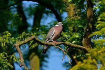 Wood pigeon (Columba palumbus) on branch, calling shown by inflated breast, Essex, UK, June
