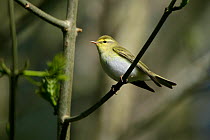 Wood warbler (Phylloscopus sibilatrix) perched on branch in woodland, North Wales, UK, May
