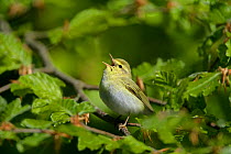 Wood warbler (Phylloscopus sibilatrix) singing in woodland, North Wales, UK, May