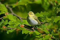 Wood warbler (Phylloscopus sibilatrix) perched on branch in woodland, North Wales, UK, May