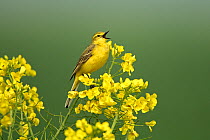 Yellow wagtail (Motacilla flava flavissima) male singing perched on Rapeseed flower head, Essex, UK, May
