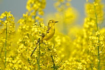 Yellow wagtail (Motacilla flava flavissima) male perched in Rapeseed crop, Essex, UK, May