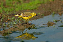 Yellow wagtail (Motacilla flava flavissima) male feeding on an insect by a puddle, Essex, UK, May