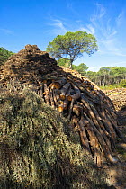 Tinder built into charcoal mounds before ignition, Cartaya, Andalucia, Spain, April 2009