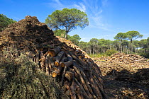 Tinder / kindling built into charcoal mounds before ignition, Cartaya, Andalucia, Spain, April 2009
