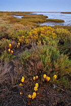 Broomrape (Cistanche phelypaea) in flower, killing its host Glasswort (Salicornia sp) Odiel River, Las Marismas, Huelva, Andalucia, Spain, April 2009