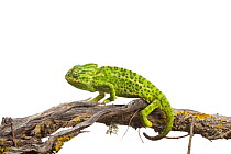 Common chameleon (Chameleo chameleo) on Retama bush branch, Huelva, Andalucia, Spain, April 2009