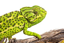 Common chameleon (Chameleo chameleo) on Retama bush branch, Huelva, Andalucia, Spain, April 2009 WWE OUTDOOR EXHIBITION