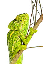 Common chameleon (Chameleo chameleo) climbing branch, Huelva, Andalucia, Spain, April 2009