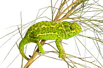 Common chameleon (Chameleo chameleo) in Retama bush, Huelva, Andalucia, Spain, April 2009