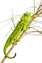 Common chameleon (Chameleo chameleo) in Retama bush, Huelva, Andalucia, Spain, April 2009 (This image may be licensed either as rights managed or royalty free.)