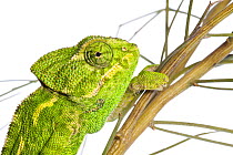 Common chameleon (Chameleo chameleo) portrait, in Retama bush, Huelva, Andalucia, Spain, April 2009