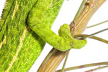 Close-up of Common chameleon (Chameleo chameleo) foot on Retama bush branch, Huelva, Andalucia, Spain, April 2009
