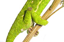 Common chameleon (Chameleo chameleo) hind feet, Huelva, Andalucia, Spain, April 2009