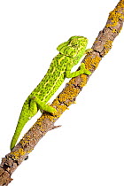 Common chameleon (Chameleo chameleo) on branch, Huelva, Andalucia, Spain, April 2009