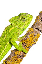 Common chameleon (Chameleo chameleo) on branch, Huelva, Andalucia, Spain, April 2009 Wild Wonders kids book.