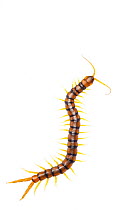Centipede (Scolopendra cingulata) Huelva, Andalucia, Spain, April 2009