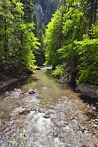 Hornad River flowing through the Hornad Canyon, Slovak Paradise National Park, Slovensky Raj, Slovakia, May 2009
