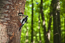 Great spotted woodpecker (Dendrocopos major) feeding chick at nest hole, deciduous forest in the Vihorlat Mountains near Michalovce, Western Carpathians, Eastern Slovakia, Europe, May 2009