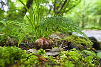 Edible snail (Helix pomatia) Morske Oko Reserve, Vihorlat Mountains, Western Carpathians, Eastern Slovakia, Europe, May 2009