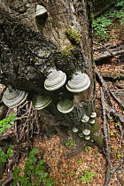 Horse's hoof / Tinder fungus (Fomes fomentarius) growing on dead tree, Morske Oko Reserve, Vihorlat Mountains, Western Carpathians, Eastern Slovakia, Europe, May 2009