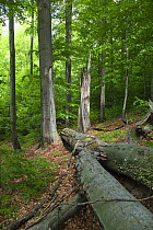 Fallen tree with fungi growing on trunk in a European beech forest (Fagus sylvatica) Morske Oko Reserve, Vihorlat Mountains, Western Carpathians, Eastern Slovakia, Europe, May 2009
