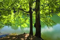 European beech tree (Fagus sylvatica) by lake with wind blowing leaves, Morske Oko Reserve, Vihorlat Mountains, Western Carpathians, Eastern Slovakia, Europe, May 2009