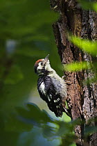 Young Middle spotted woodpecker (Dendrocopos medius) on tree trunk, Slovakia, Europe, May 2009