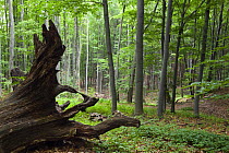 European beech forest (Fagus sylvatica) with large fallen tree, Slanske Vrchy mountains, Eastern Slovakia, Europe, May 2009