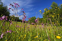 Flowering meadow with Buttercups (Ranunculus acris) and Ragged robin (Lychnis floscuculi) Poloniny National Park, Western Carpathians, Slovakia, Europe, May 2009