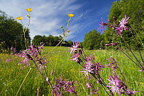 Flowering meadow with Buttercups (Ranunculus acris) and Ragged Robin (Lychnis floscuculi) Poloniny National Park, Western Carpathians, Slovakia, Europe, May 2009