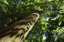 Looking up trunk of European beech tree (Fagus sylvatica) Rozok Primeval Forest, Poloniny National Park, Western Carpathians, Slovakia, Europe, May 2009
