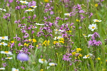 Flowering meadow with Marguerites (Leucanthemum vulgare) and Ragged robin (Lychnis floscuculi) Poloniny National Park, Western Carpathians, Slovakia, Europe, May 2009