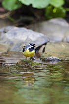 Grey wagtail (Motacilla cinerea) singing standing on stone in water, Poloniny National Park, Western Carpathians, Slovakia, Europe, May 2009