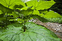 Butterbur (Petasites hybridus) leaves, Poloniny National Park, Western Carpathians, Slovakia, Europe, May 2009