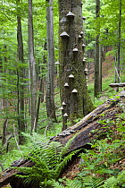 European beech (Fagus sylvatica) forest, with Tinder fungus (Fomes fomentarius) growing on the trunk of a tree, Stuzica primeval Forest, Unesco World Heritage Site, Poloniny National Park, Western Car...