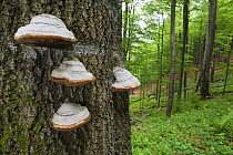Horse's hoof / Tinder fungus (Fomes fomentarius) on tree trunk, European beech (Fagus sylvatica) forest, Stuzica primeval Forest, Unesco World Heritage Site, Poloniny National Park, Western Carpathian...