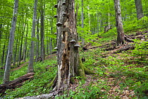 European beech (Fagus sylvatica) forest, Tinder fungus (Fomes fomentarius) growing on one of the tree trunks, Stuzica primeval Forest, Unesco World Heritage Site, Poloniny National Park, Western Carpa...