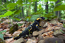 European / Fire salamander (Salamandra salamandra) Poloniny National Park, Western Carpathians, Slovakia, Europe, May 2009