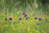 Flowering meadow with Thistles (Cirsium rivulare) and Buttercups (Ranunculus acris) Poloniny National Park, Western Carpathians, Slovakia, Europe, May 2009