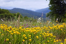 Broom (Genista sagittalis) flowering in meadow, Poloniny National Park, Western Carpathians, Slovakia, Europe, May 2009