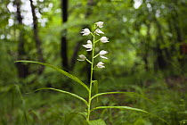 Sword / Long leaved helleborine (Cephalanthera longifolia) in flower, Poloniny National Park, Western Carpathians, Slovakia, Europe, May 2009