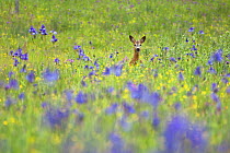 Male Roe deer (Capreolus capreolus) in flower meadow with Siberian irises (Iris sibirica) Eastern Slovakia, Europe, May 2009 WWE BOOK. WWE OUTDOOR EXHIBITION