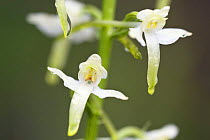 Lesser butterfly orchid (Platanthera bifolia) flowers with water droplets on them, Poloniny National Park, Western Carpathians, Eastern Slovakia, Europe, May 2009
