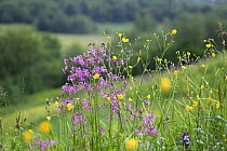 Flower meadow with Ragged robin (Silene flos-cuculi) Poloniny National Park, Western Carpathians, Eastern Slovakia, Europe, May 2009